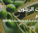 زيت الزيتون البكر وفوائده لبشرة وشعر صحي